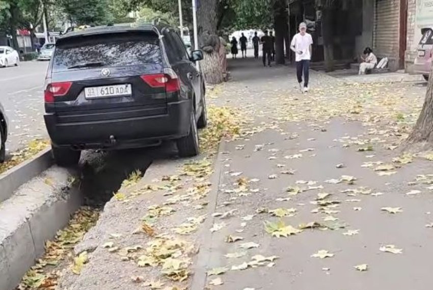 В центре Бишкека у кленов начали опадать листья: жители беспокоятся