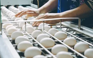 Turkmenistan’s Lebap region sees boost in poultry sector performance
