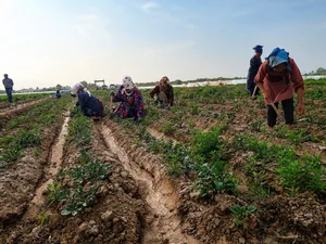 Хватит ли Таджикистану хлеба? Давайте посмотрим, в какой степени страна самодостаточна