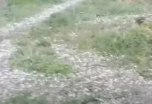 Bəzi rayonlara dolu düşüb