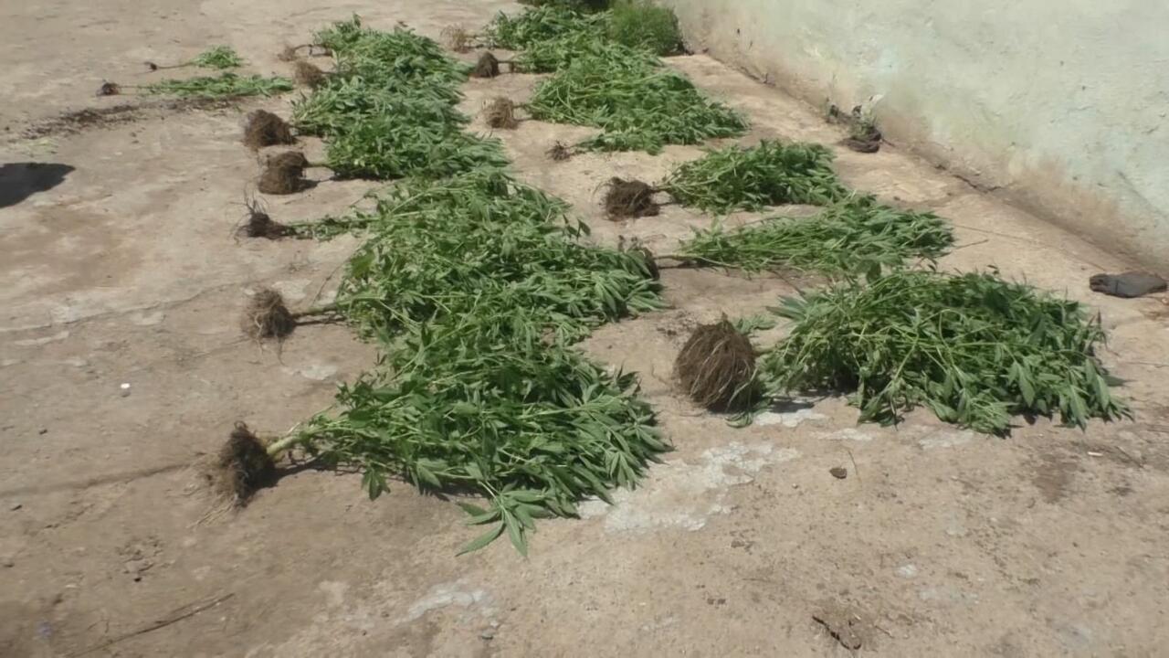 Çətənə kolu yetişdirən şəxs saxlanılıb