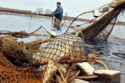 В Азербайджане вводят цифровой учет, квоты и отслеживание рыбной продукции