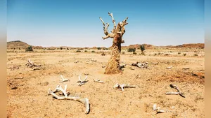 Намибия примет участие в климатической конференции UNCCD COP17 в Монголии