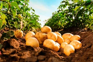 Доход Азербайджана от экспорта картофеля составил почти $15 млн