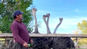 Жизнь в регионах: Страусиный чучук в Нарыне: Болотбек Тынаев разводит африканских гигантов в 40-градусный мороз