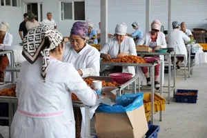 От вакцин до экспорта сухофруктов: как проекты ПРООН меняют жизнь в Согдийской области