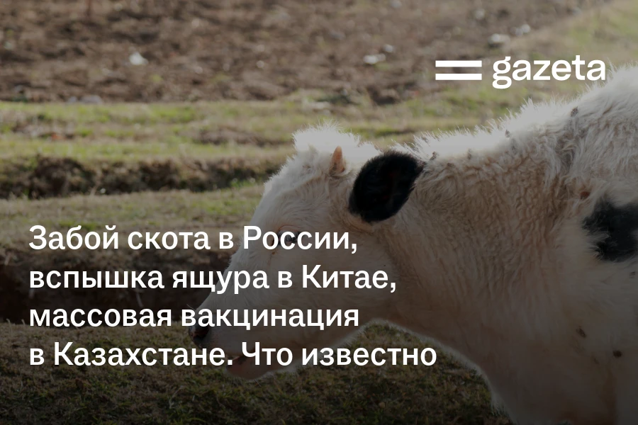 Забой скота в России, вспышка ящура в Китае, массовая вакцинация в Казахстане. Что известно