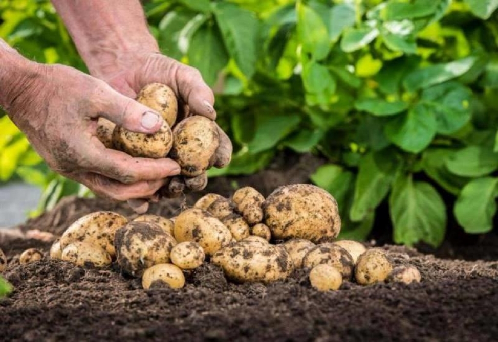 Беларусь и Россия покупают картофель в Азербайджане