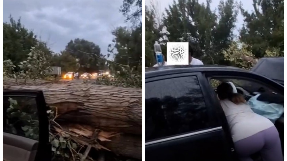 Огромное дерево упало на автомобиль с людьми на трассе Талдыкорган - Текели