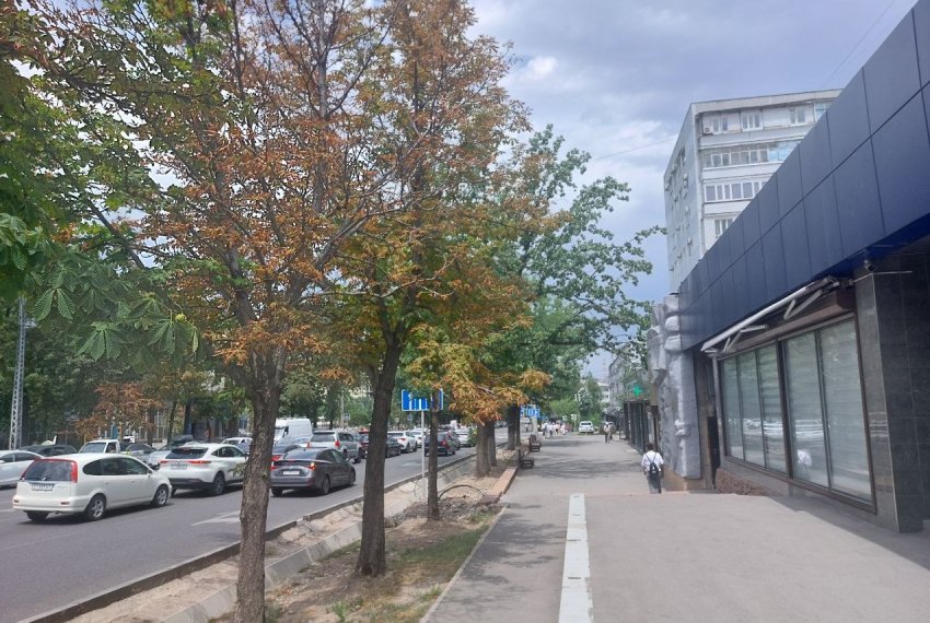 В Бишкеке на пересечении улиц Абдрахманова и Московской сохнут каштаны