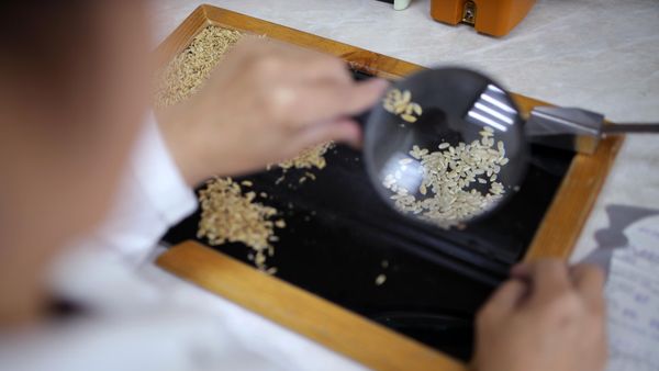 Британская компания предложила Узбекистану эффективно использовать отходы переработки риса