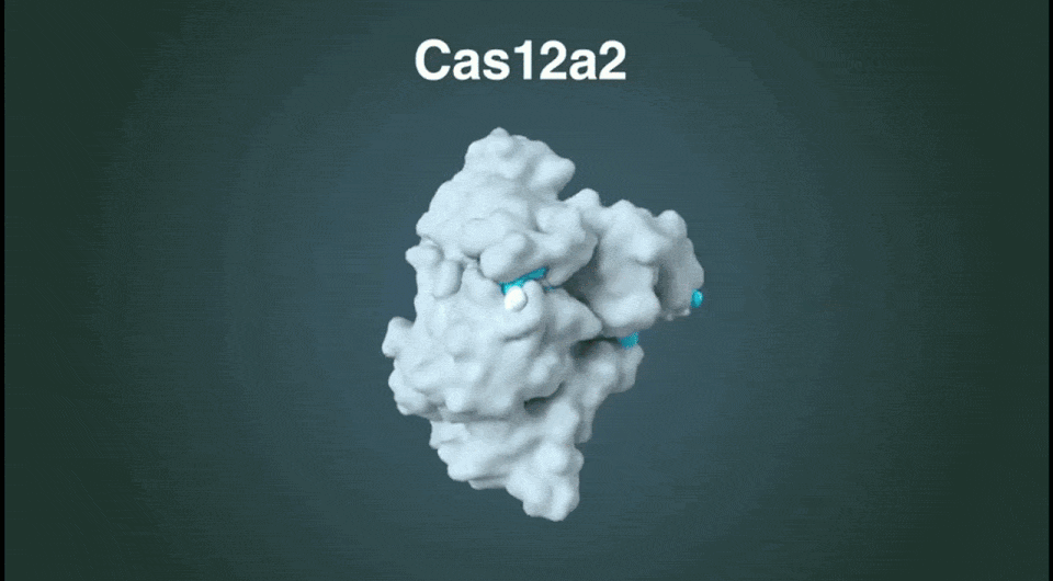 CRISPR-Cas измельчила ДНК заданных клеток и уничтожила их. она прицельно убила злокачественные и зараженные вирусом клетки