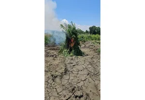 Qaxda 1 tondan artıq çətənə kolu məhv edilib