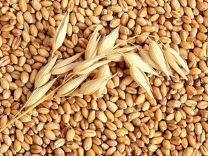 Toxumçuluq qaydalarını pozanlara daha sərt cərimələr