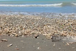 АПБА: Распространившаяся в Азербайджане саранча мигрировала из Казахстана и России