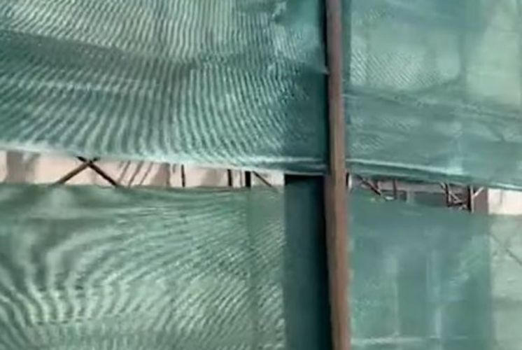 Гвоздями к стволу: подрядчика оштрафовали за повреждение деревьев в Бишкеке
