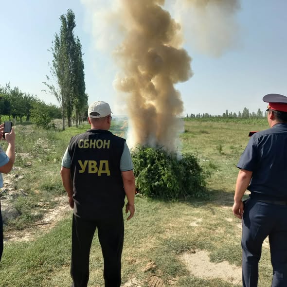 В Баткенской области уничтожили 3,4 тонны дикорастущей конопли