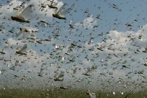 Саранча идет с севера и востока. Готов ли Баку?